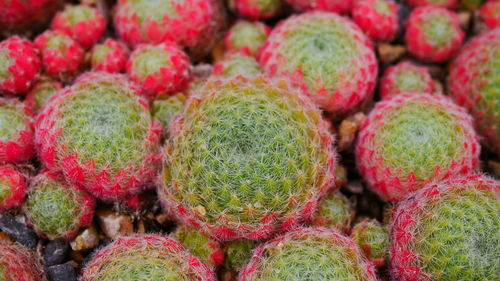 Full frame shot of fruits for sale at market