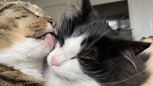Close-up of cat with eyes closed
