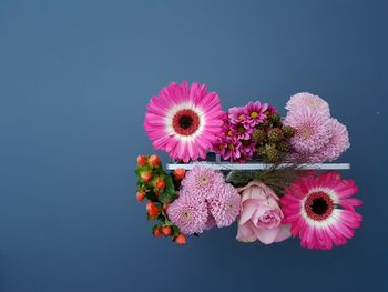 High angle view of pink daisy against blue background