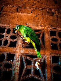 Close-up of parrot perching on metal