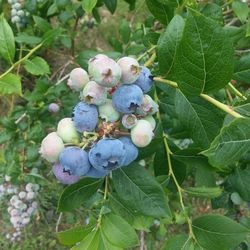 fruit
