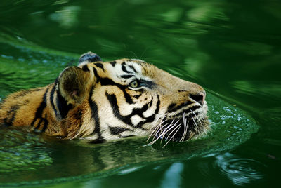 Close-up of tiger swimming