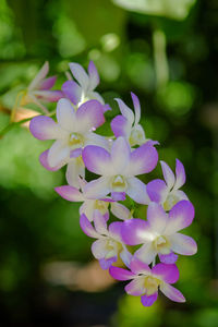 Close-up of purple flowering plant in park