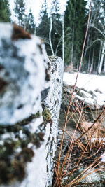 Close-up of frozen tree in forest