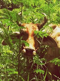 Horse in grass