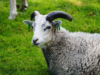 Portrait of sheep on grassy field