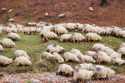 View of sheep grazing in field