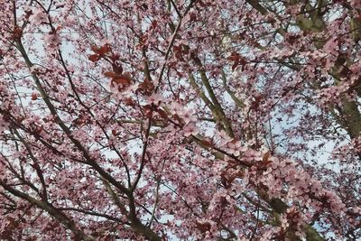 Low angle view of tree against sky