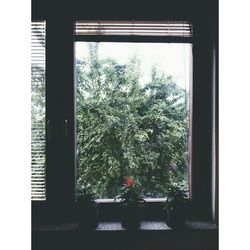 Trees in the dark