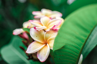 Close-up of lotus water lily