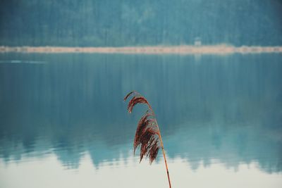 Close-up of butterfly on lake