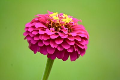 Close-up of pink flower over white background