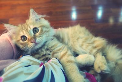 Close-up portrait of kitten relaxing at home