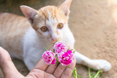 Close-up of hand holding cat by pink flower
