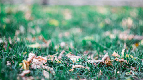 Trees on grassy field