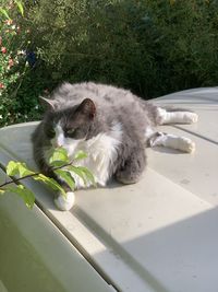 Portrait of cat relaxing by plants