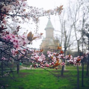 Pink cherry blossom tree against building