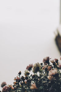Close-up of flowering plants against clear sky