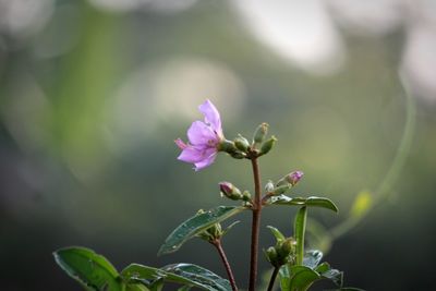 Close-up of pink flowering plant