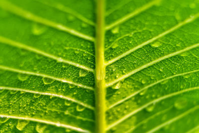 leaf