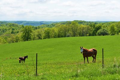 Horses in a field