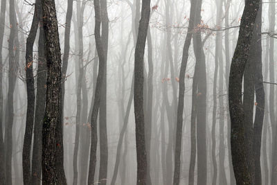 Trees in forest