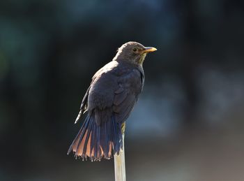 Close-up of bird perching on wooden post