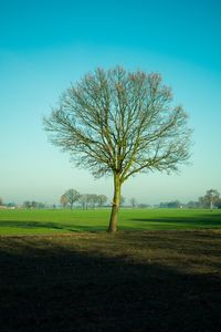 Bare tree on field against clear sky