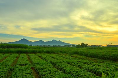 Scenic view of agricultural field against sky during sunset