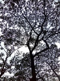 Low angle view of tree against clear sky