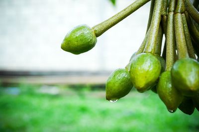 Close-up of bananas growing on plant