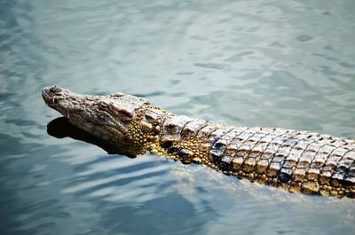 High angle view of crocodile in lake