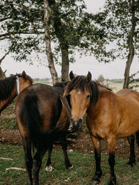 Horse standing in ranch