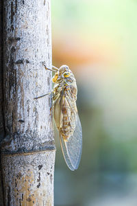 Close-up of insect on tree trunk