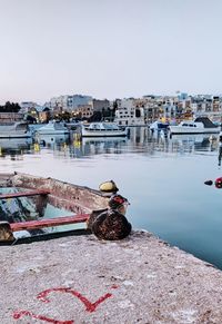 View of bird on river against buildings in city