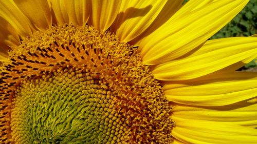 Close-up of yellow flowering plant