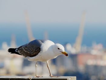 Close-up of seagull perching on railing