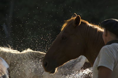 View of horse in ranch