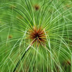 Close-up of dandelion on plant