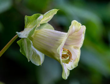 Close-up of flowering plant