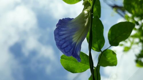 Low angle view of plant against sky