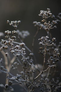 Close-up of wilted plant