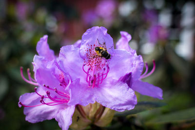 Close-up of bee on purple flower