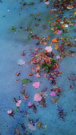 Leaves in autumn leaves