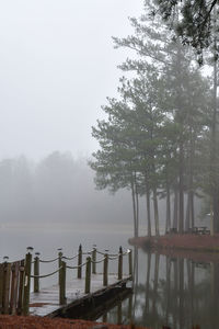 Morning fog on the pond and trees