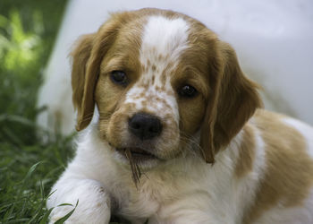 Close-up portrait of dog