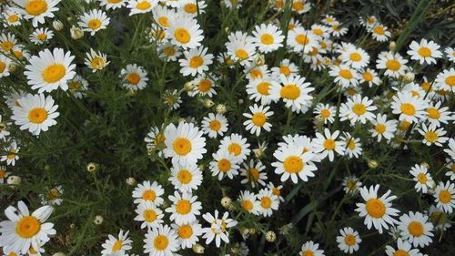 Daisy flowers blooming in field