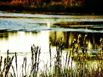 Scenic view of lake
