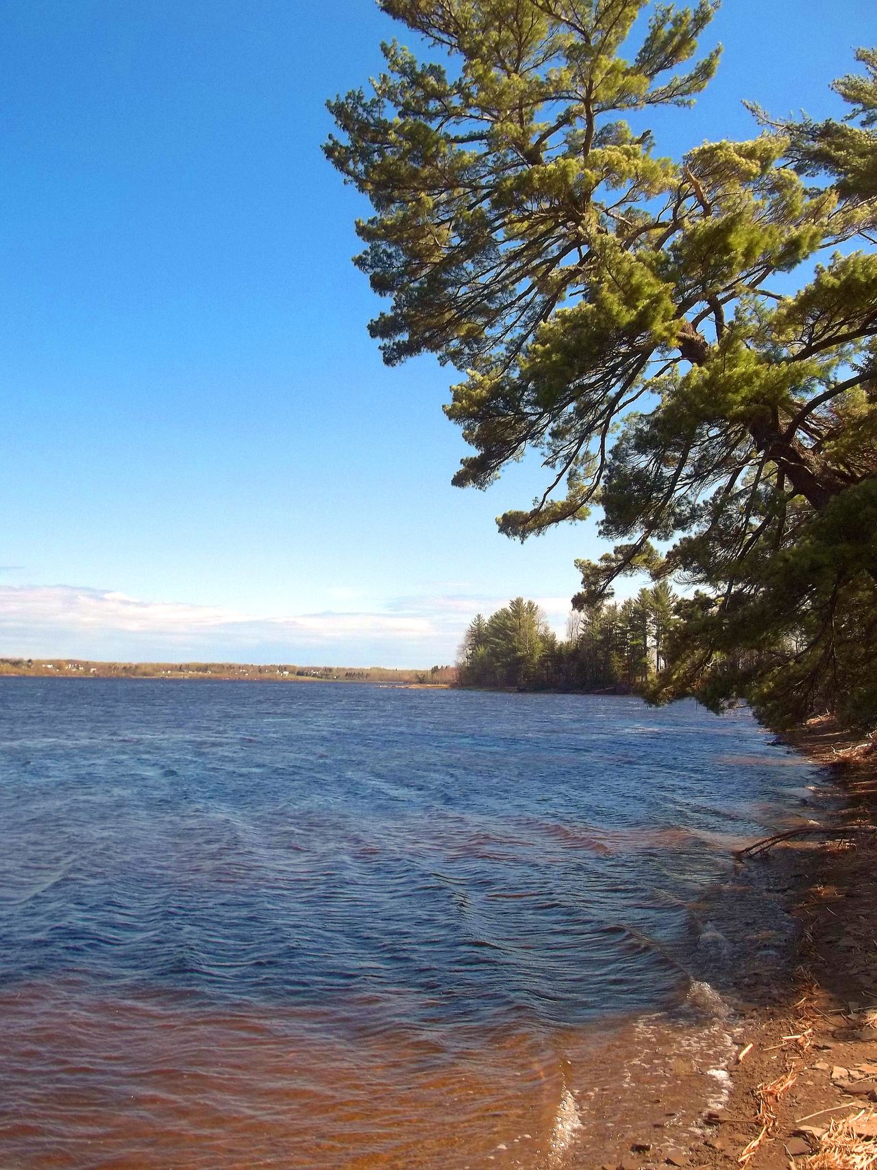 Crooked pine tree