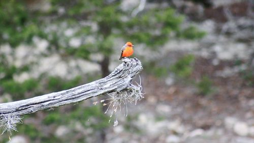 Close-up of bird perching on tree